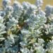 989_8278_Sedum_spathulifoliumCape_Blanco_.JPG