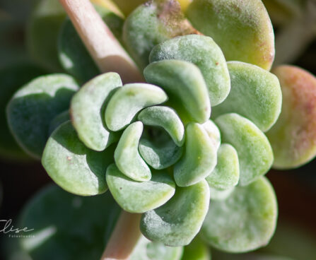 989_9865_Sedum_spathulifoliumCape_Blanco_talblehine_kukehari_2.jpg