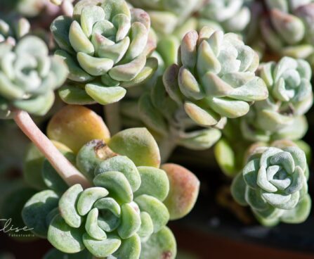 989_9866_Sedum_spathulifoliumCape_Blanco_talblehine_kukehari.jpg