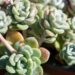 989_9866_Sedum_spathulifoliumCape_Blanco_talblehine_kukehari.jpg