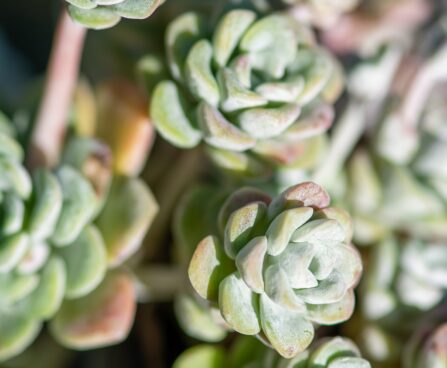 989_9867_Sedum_spathulifoliumCape_Blanco_talblehine_kukehari_3.jpg