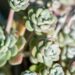 989_9867_Sedum_spathulifoliumCape_Blanco_talblehine_kukehari_3.jpg