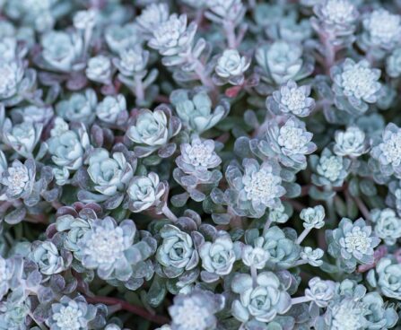 990_8279_Sedum_spathulifolium_Purpureum__2.JPG