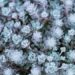 990_8279_Sedum_spathulifolium_Purpureum__2.JPG
