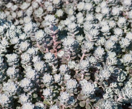 990_8280_Sedum_spathulifolium_Purpureum__3.JPG