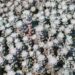990_8280_Sedum_spathulifolium_Purpureum__3.JPG