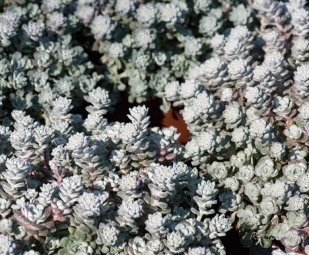 990_8281_Sedum_spathulifolium_Purpureum__4.JPG