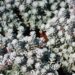 990_8281_Sedum_spathulifolium_Purpureum__4.JPG