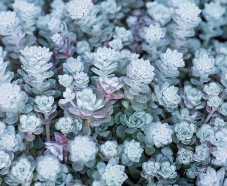 990_8282_Sedum_spathulifolium_Purpureum_.JPG