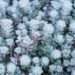990_8282_Sedum_spathulifolium_Purpureum_.JPG