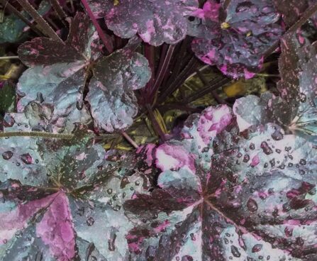 992_7357_Heuchera_Midnight_Rose.JPG