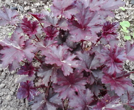 992_7391_Heuchera_Midnigt_Rose.JPG