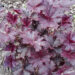 992_7391_Heuchera_Midnigt_Rose.JPG