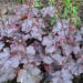 992_7392_Heuchera_Midnight_Rose_2.JPG