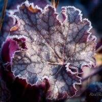 993_4212_Heuchera_Amethyst_Mist helmikpööris.jpg