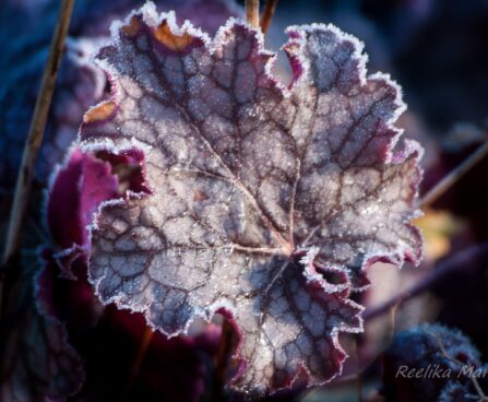 993_4212_Heuchera_Amethyst_Mist helmikpööris.jpg