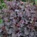 993_4469_Heuchera_Amethyst_Mist helmikpööris.jpg