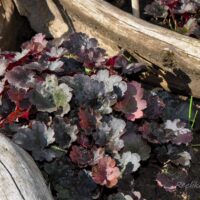 995_4365_Heuchera_Petite_Marble_Burgundy.jpg