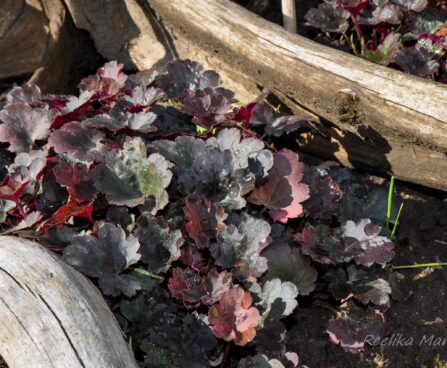 995_4365_Heuchera_Petite_Marble_Burgundy.jpg