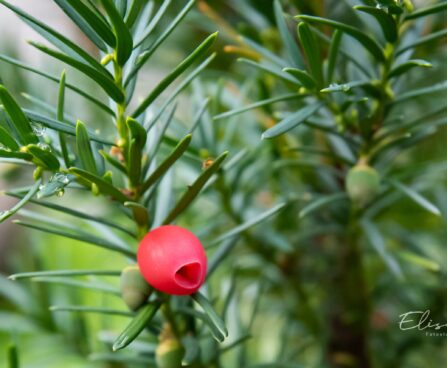 1003_9756_Taxus_media_Hicksii_2.jpg