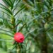 1003_9756_Taxus_media_Hicksii_2.jpg