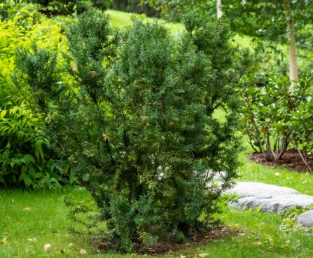 1003_9757_Taxus_media_Hicksii.jpg