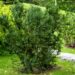 1003_9757_Taxus_media_Hicksii.jpg