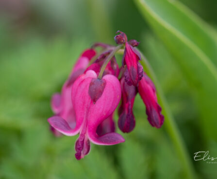 1012_11038_Dicentra_formosa_King_of_Hearts__murtudsuda_2.jpg