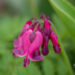 1012_11038_Dicentra_formosa_King_of_Hearts__murtudsuda_2.jpg