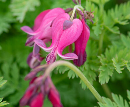1012_11039_Dicentra_formosa_King_of_Hearts__murtudsuda.jpg