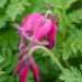1012_11039_Dicentra_formosa_King_of_Hearts__murtudsuda.jpg