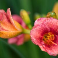 1014_6750_Hemerocallis_Cosmopolitan_.JPG