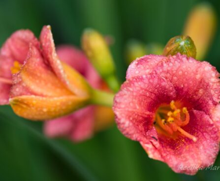 1014_6750_Hemerocallis_Cosmopolitan_.JPG