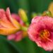 1014_6750_Hemerocallis_Cosmopolitan_.JPG