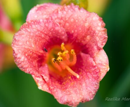 1014_6752_Hemerocallis_Cosmopolitan__2.JPG