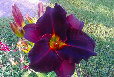 1017_7354_Hemerocallis_Ed_Murray.JPG