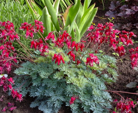 1027_7380_Dicentra_hybride_Burning_Hearts_2.JPG