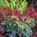 1027_7380_Dicentra_hybride_Burning_Hearts_2.JPG