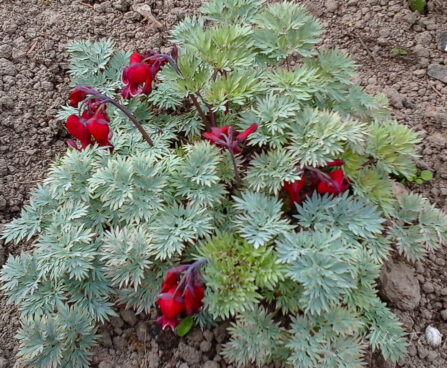 1027_7381_Dicentra_hybride_Burning_Hearts.JPG