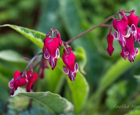 1027_7432_Dicentra_Burning_Hearts_.JPG