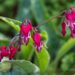 1027_7432_Dicentra_Burning_Hearts_.JPG
