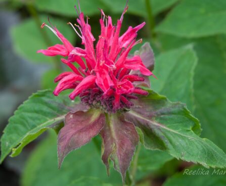 1032_7824_Monarda_didyma_Pink_Supreme_.JPG