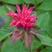 1032_7824_Monarda_didyma_Pink_Supreme_.JPG