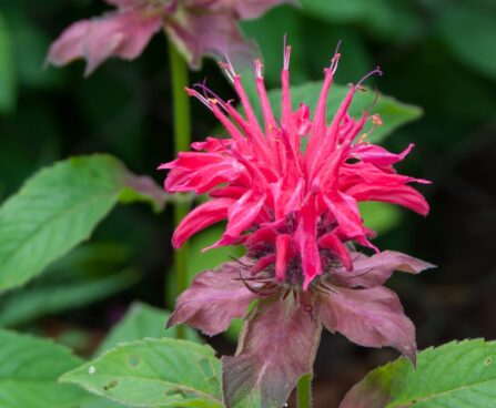 1032_7825_Monarda_didyma_Pink_Supreme__2.JPG