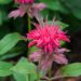 1032_7825_Monarda_didyma_Pink_Supreme__2.JPG