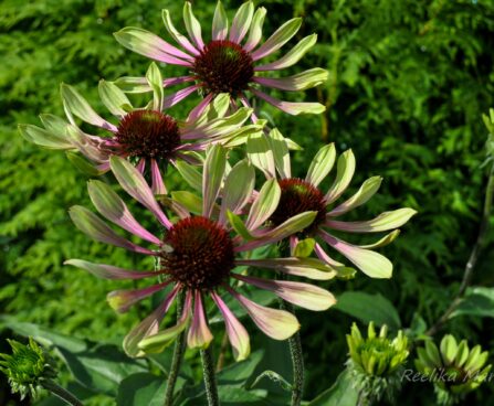 1036_4362_Echinacea_purpurea_Green_Envy siilkübar1.jpg