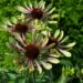 1036_4362_Echinacea_purpurea_Green_Envy siilkübar1.jpg