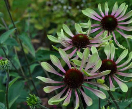 1036_4363_Echinacea_purpurea_Green_Envy siilkübar2.jpg