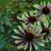 1036_4363_Echinacea_purpurea_Green_Envy siilkübar2.jpg