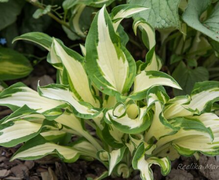 1050_8581_Hosta_White_Christmas_.JPG